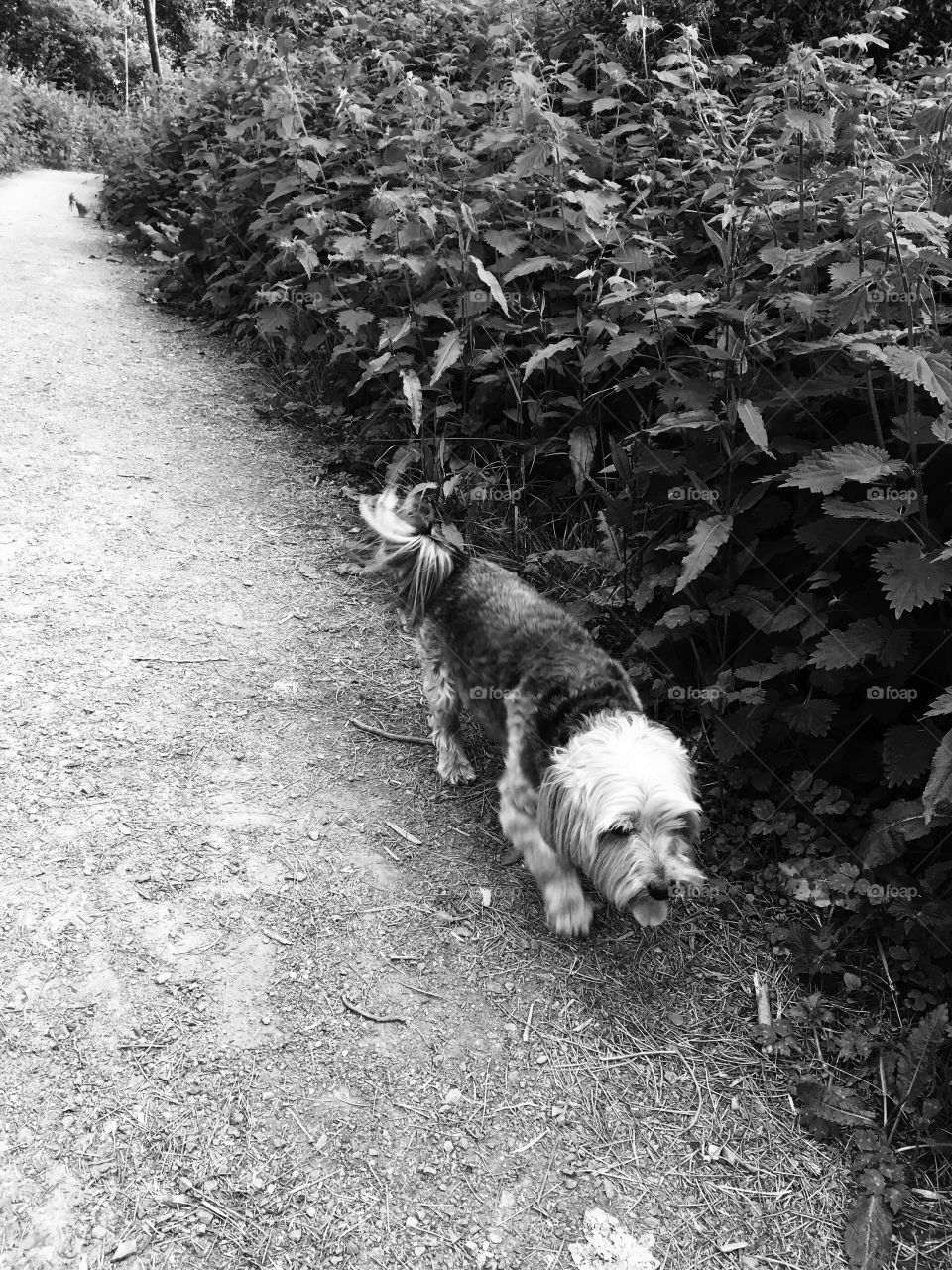 Yorkshire terrier walks
