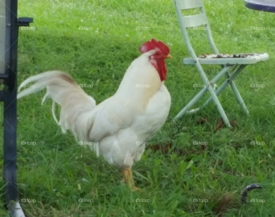 rooster