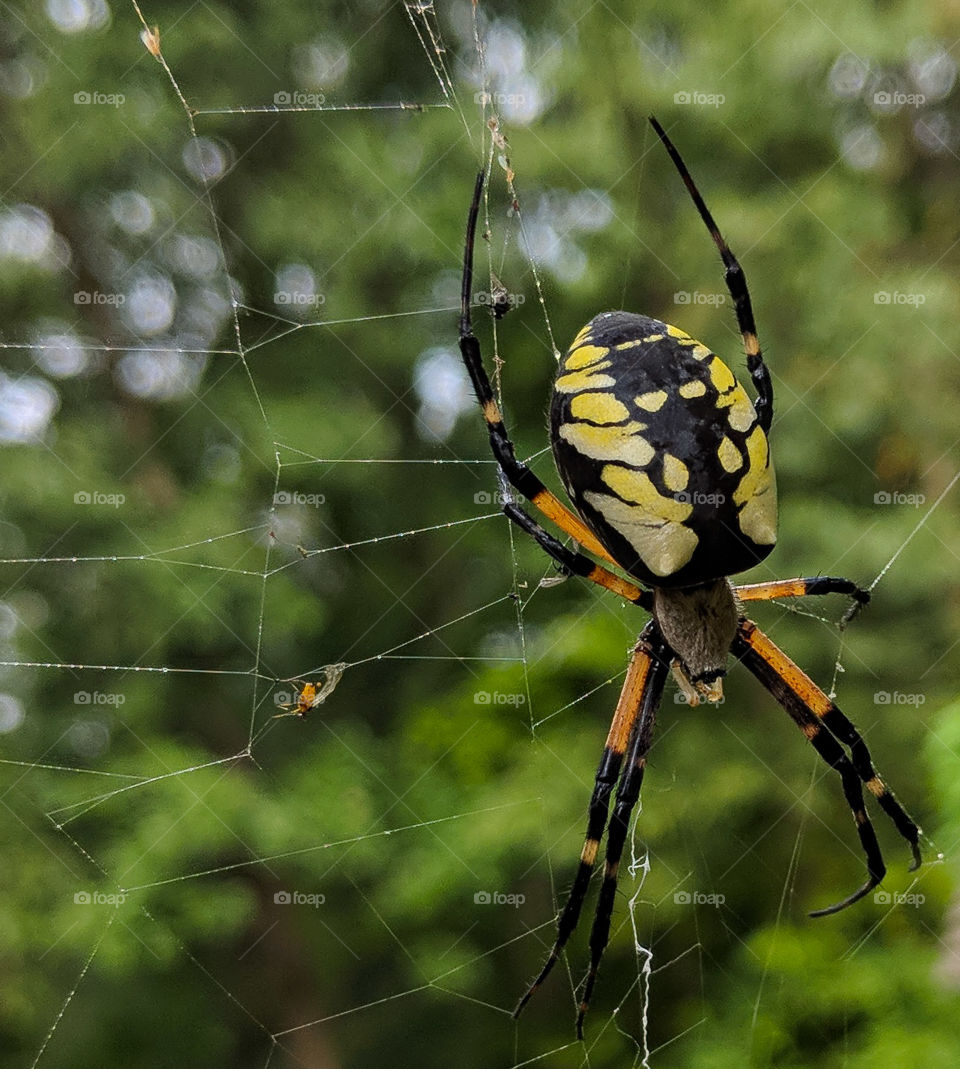 garden spider