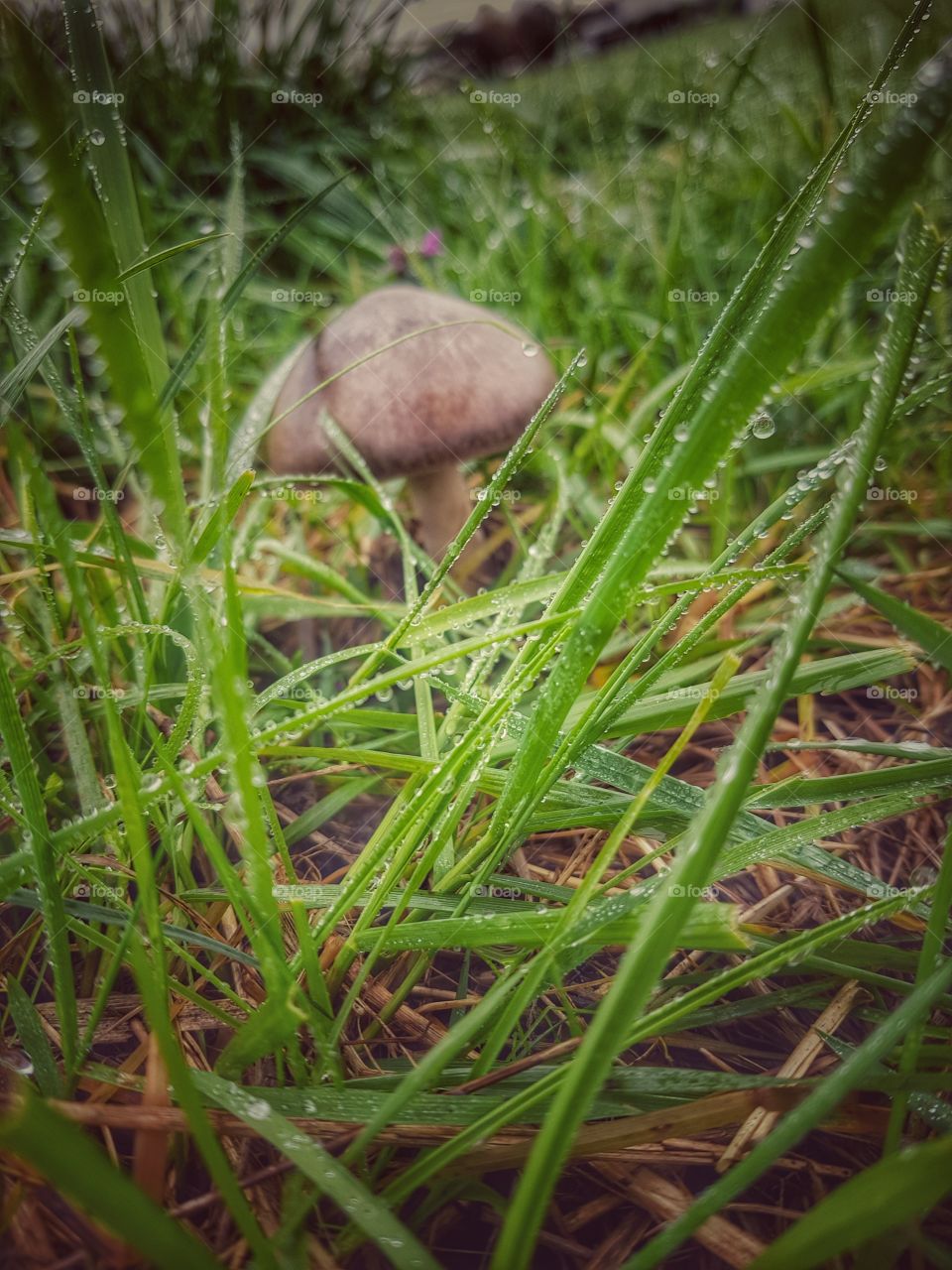 Wet grass with mushroom