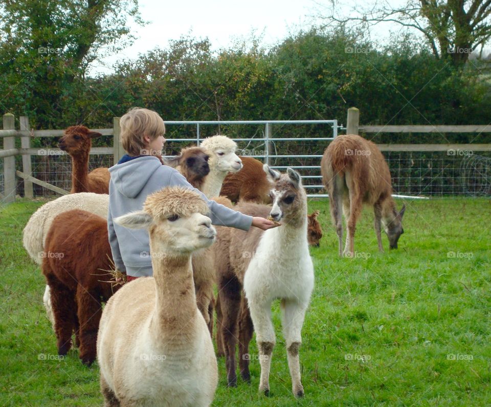 My son feeding some Alpacas a treat ... they are all so friendly !