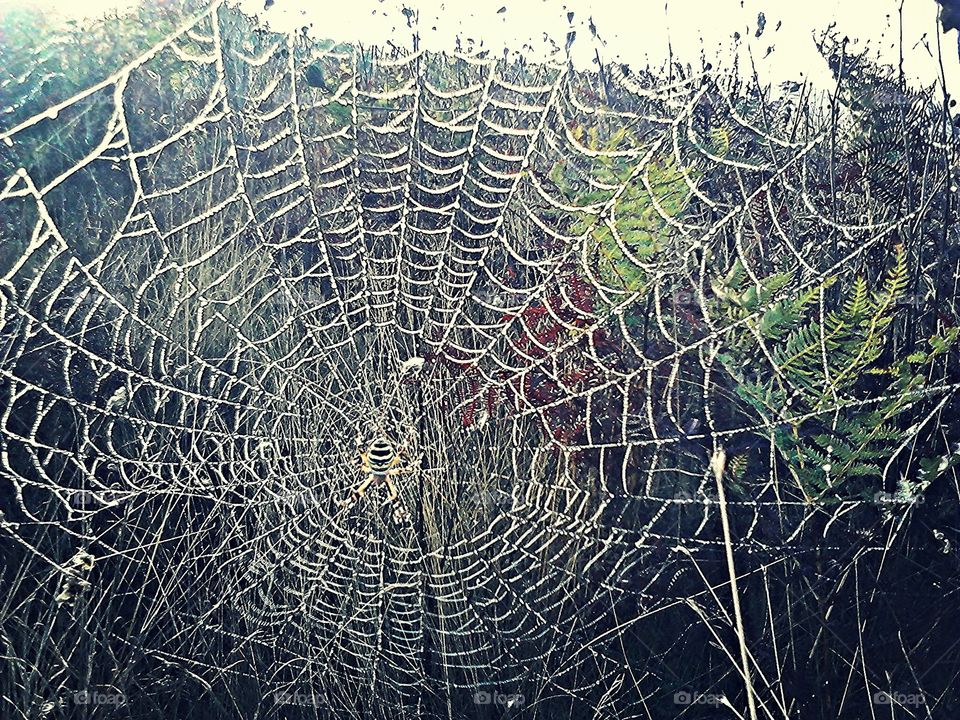 symmetrycal spider web