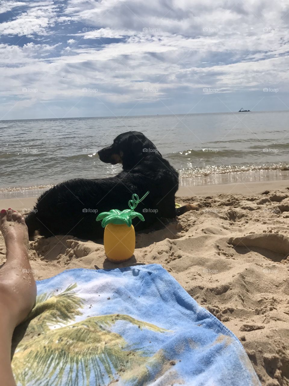 Jake enjoying the dog beach on Lake Michigan!