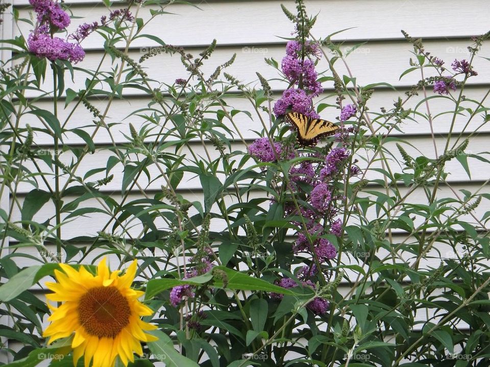Sunflower and butterfly