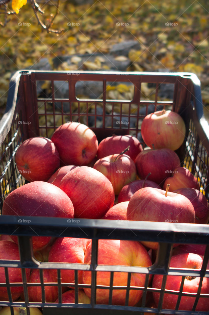 Harvest ripe juicy and tasty apples. Harvested juicy apples from fertile trees.