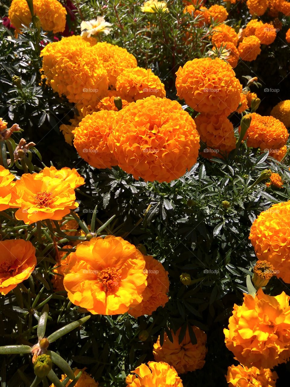 Flowers summer - autumn