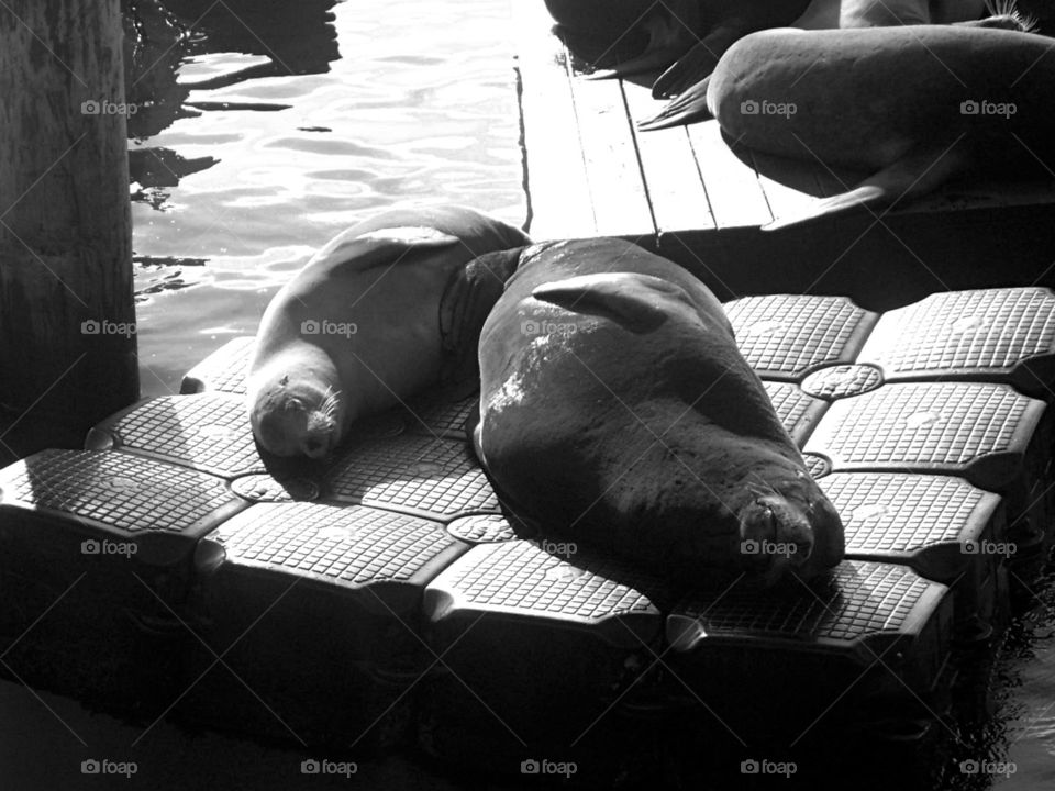 Seals resting at Pier 39