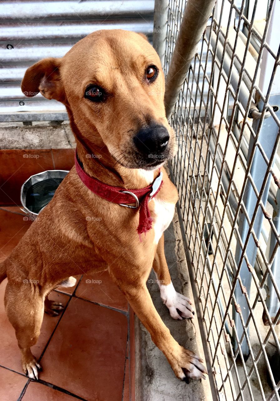 A picture of an adorable, tan dog that’s up for adoption, taken inside his kennel, while he’s looking up at the camera 