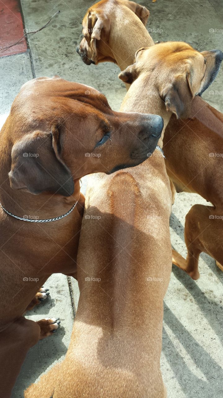 The rain puts a damper on my Ridgebacks' lives