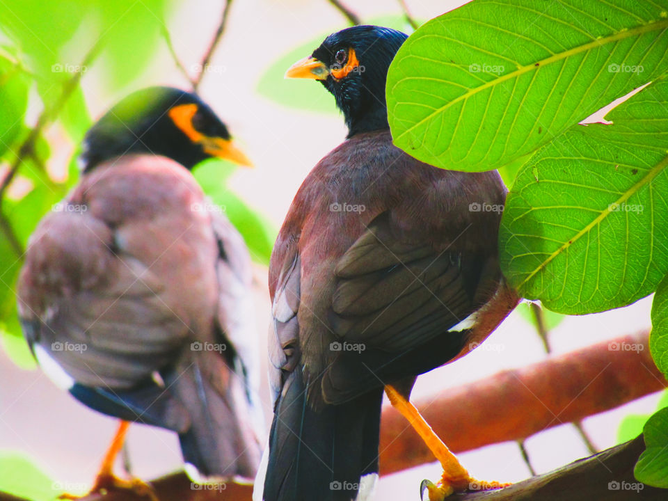 The common myna or Indian myna (Acridotheres tristis), sometimes spelled mynah, is a member of the family Sturnidae (starlings and mynas) native to Asia.