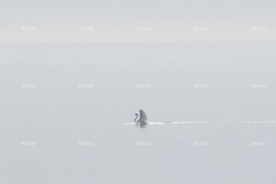 White swan sea bright sunlight 
Vit svan hav starkt solsken