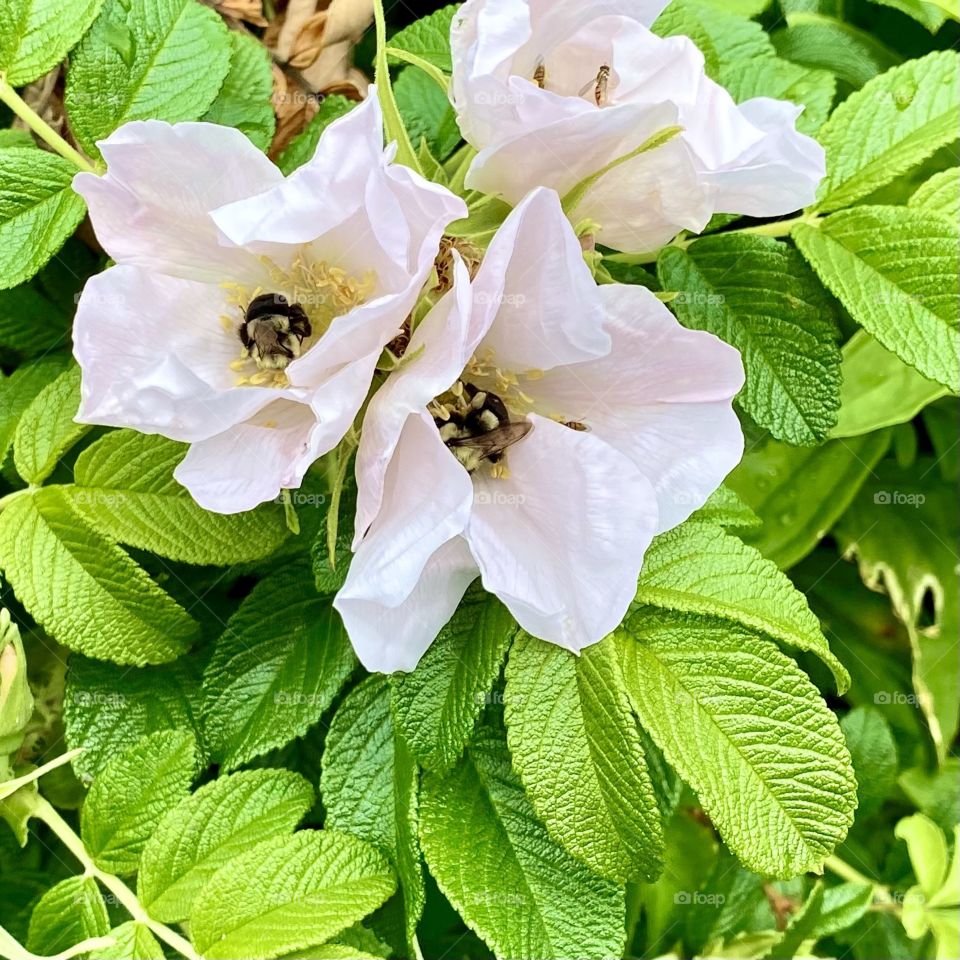Happy bees 