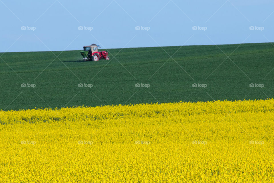 Yellow field of rapeseed flowers