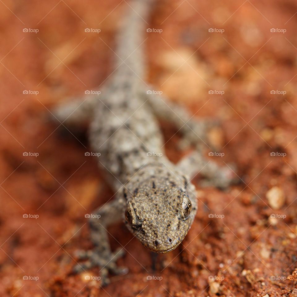 Beautiful macro gecko running through the tree log