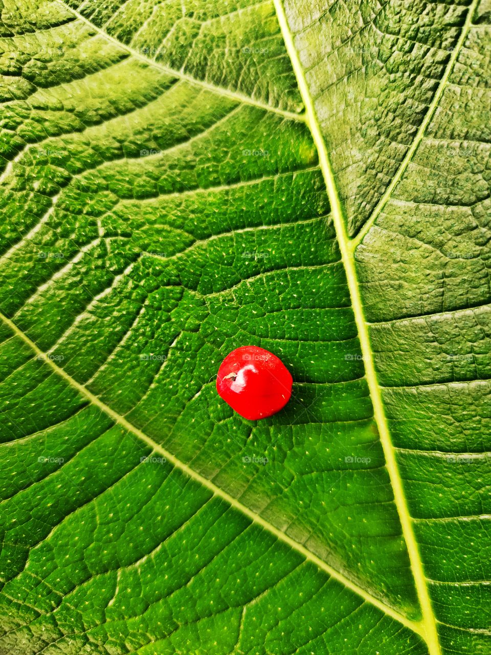 Red perl
Wild Coffee on the Leaf
Amazing Matching
📷👁️📷👁️