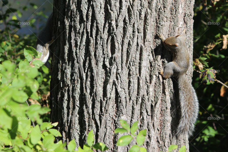 #squirrel