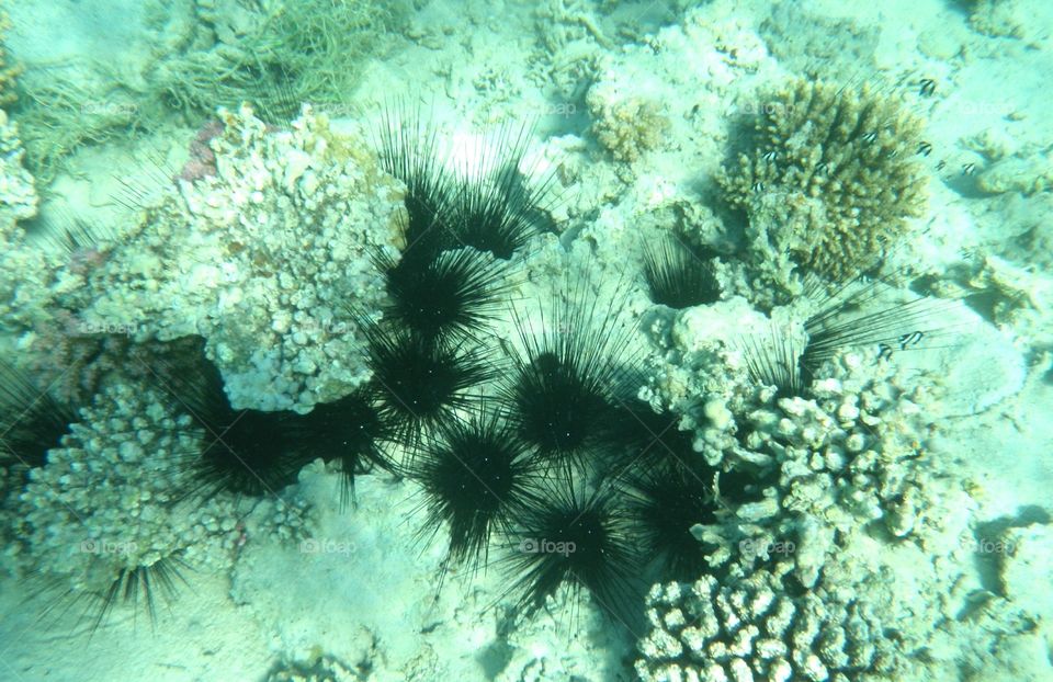 Sea urchins see