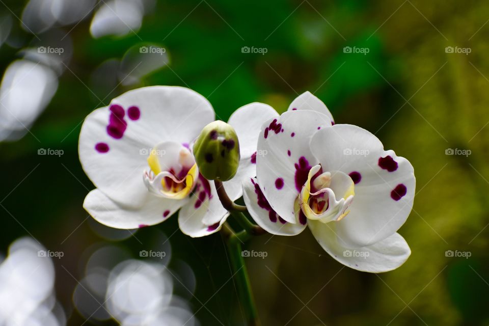Beautiful white orchids with purple spots
