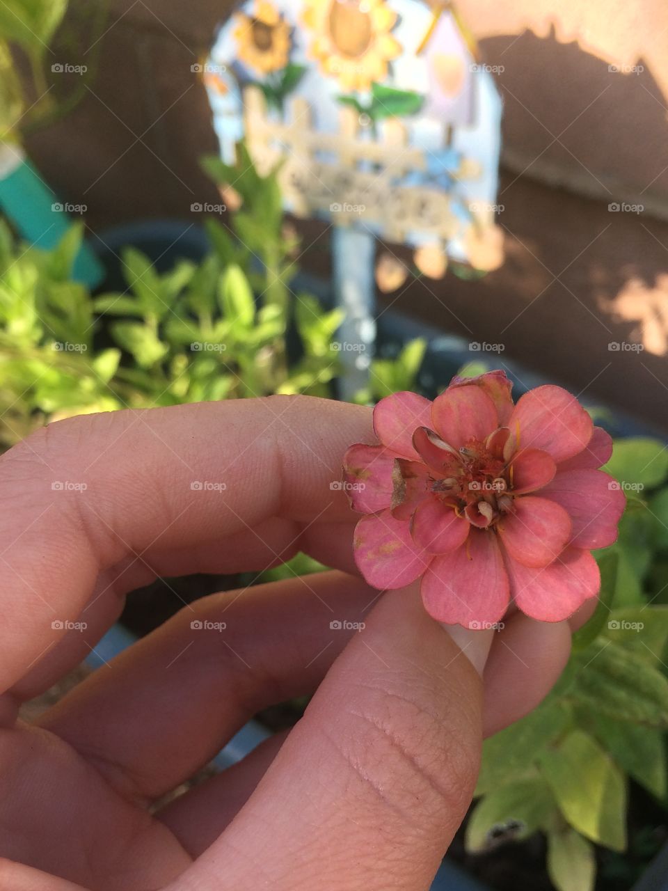 Hand in a garden 