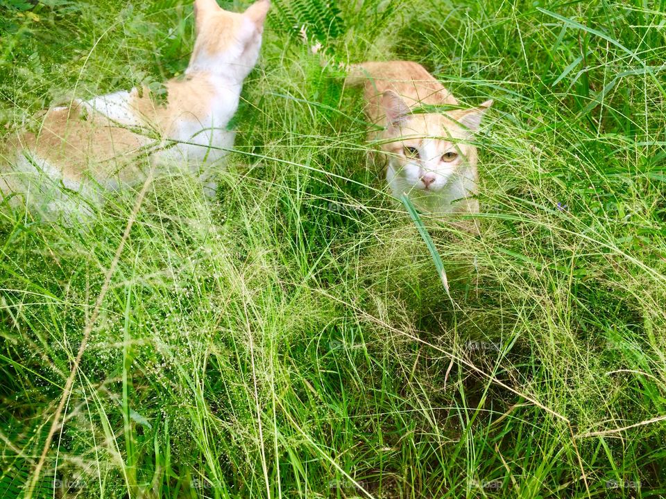 Cats in grass
