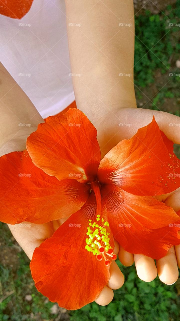 Person holding red hibiscus flower