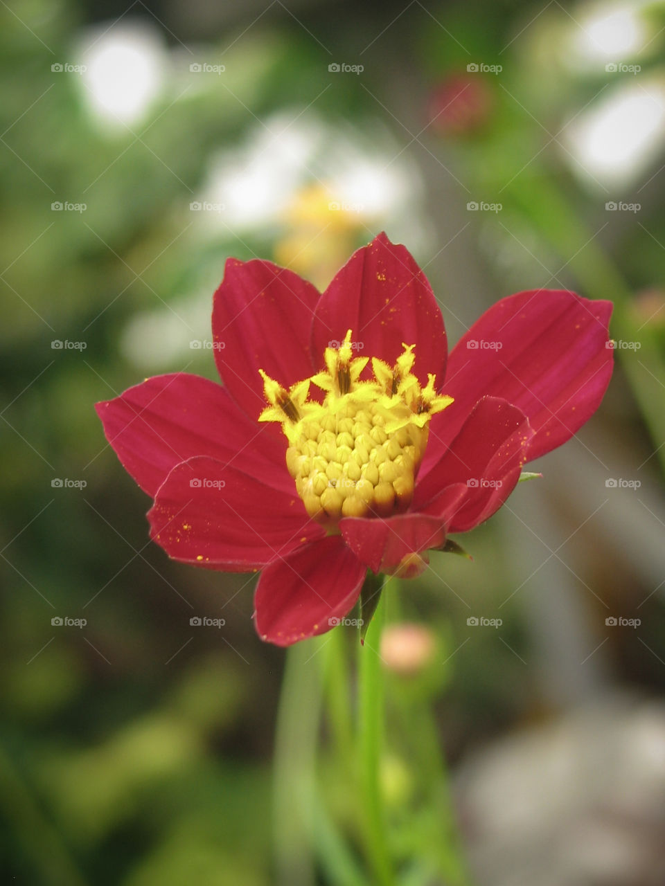 Red Flower

Red Flower