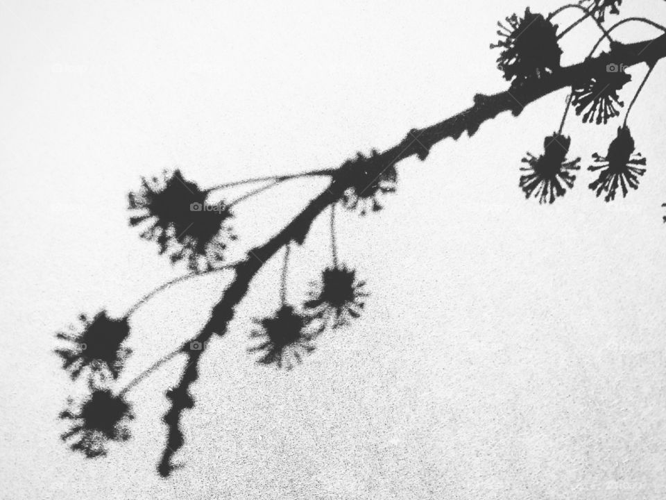 Silhouette of a flowering branch