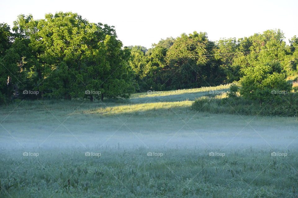 foggy morning field