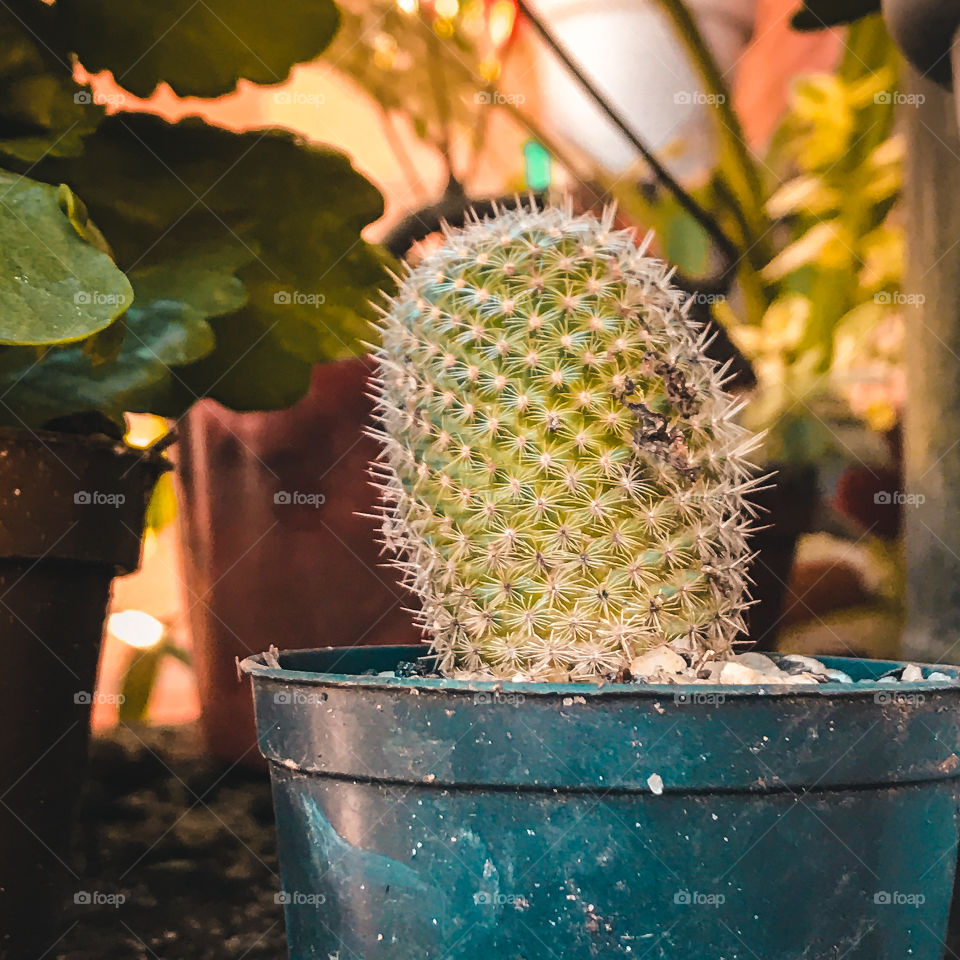 What is your opinion about cacti? Qual sua opinião sobre os cactos 🌵