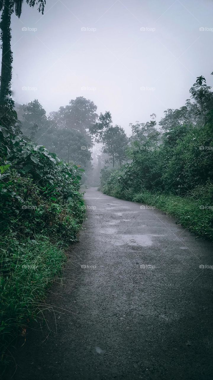 foggy kerala village road