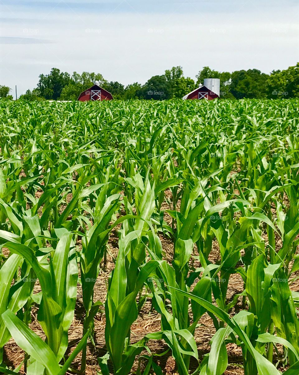 Farm Crops