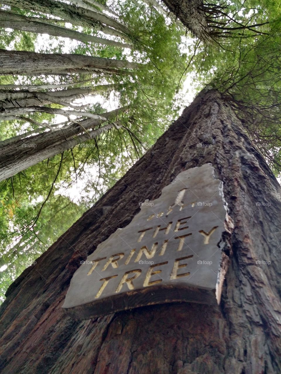 Trinity Tree. Trees of Mystery, CA