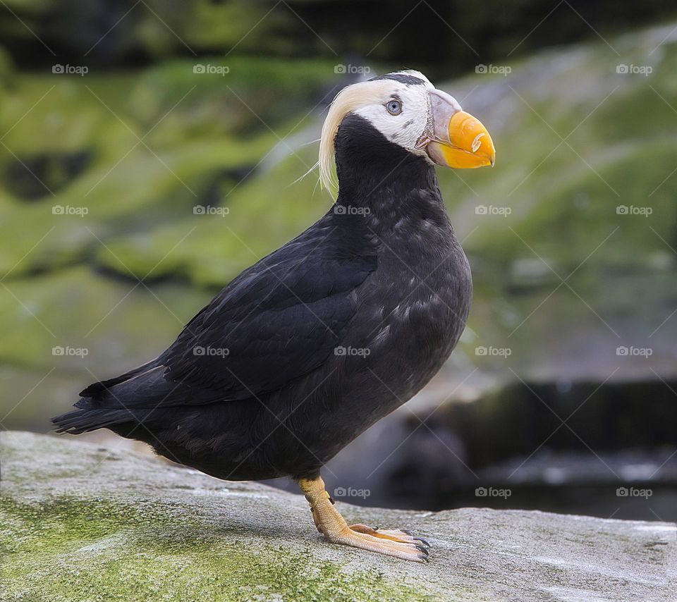 tufted puffin