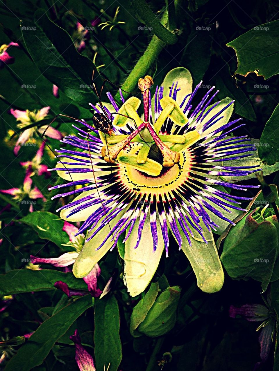 Passionflower Time