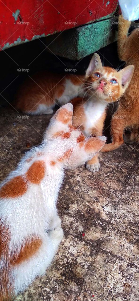 The cat's style is very cute, it makes you happy