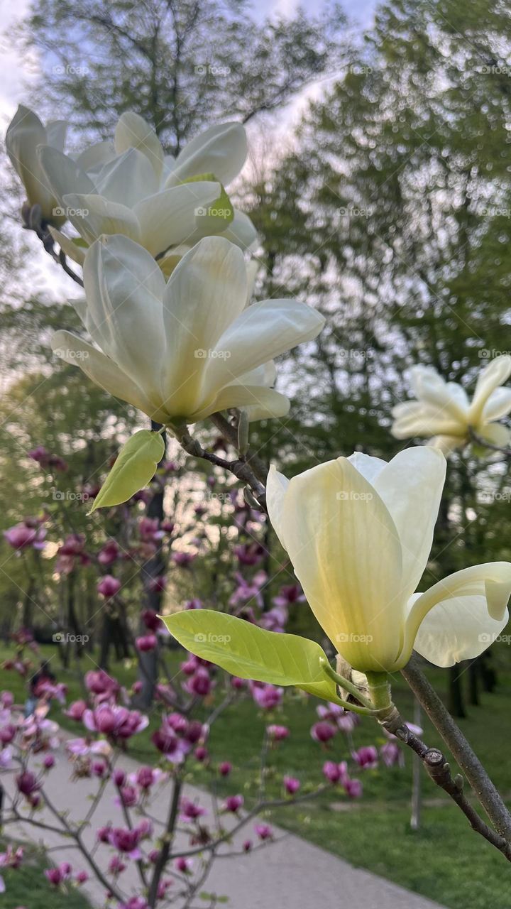 magnolia 🌺