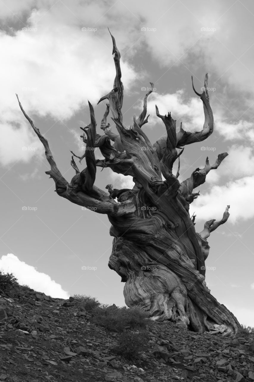 A ancient bristlecone pine tree reaching it’s branches to the sky!