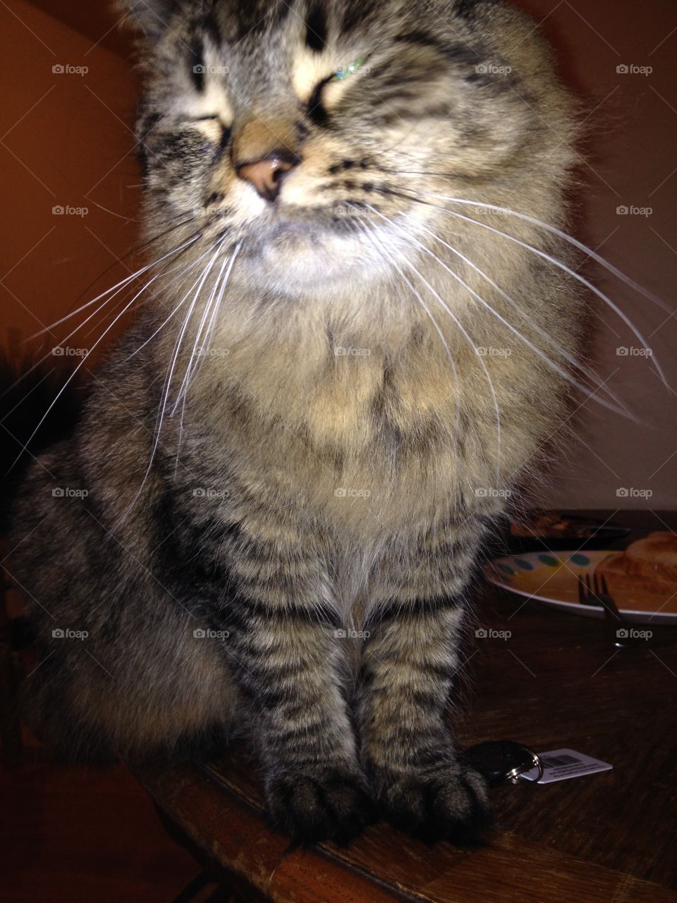 Nothing's better then cats... I mean I guess dogs are cool. 