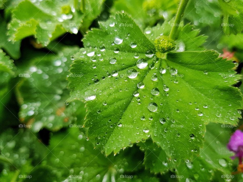 Drops of water on the leaf