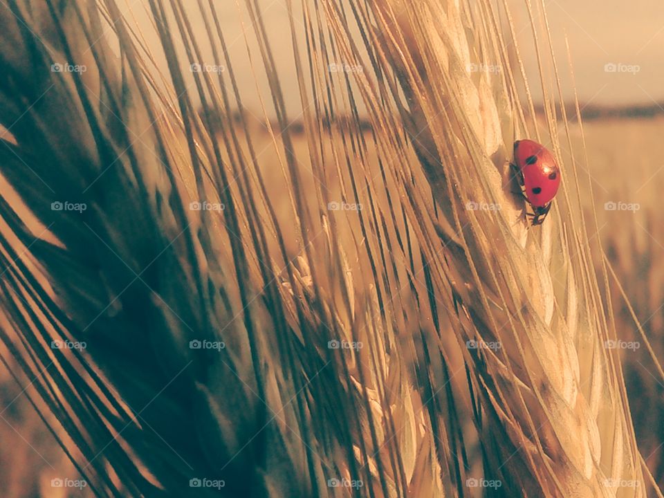 Ladybug 🐞