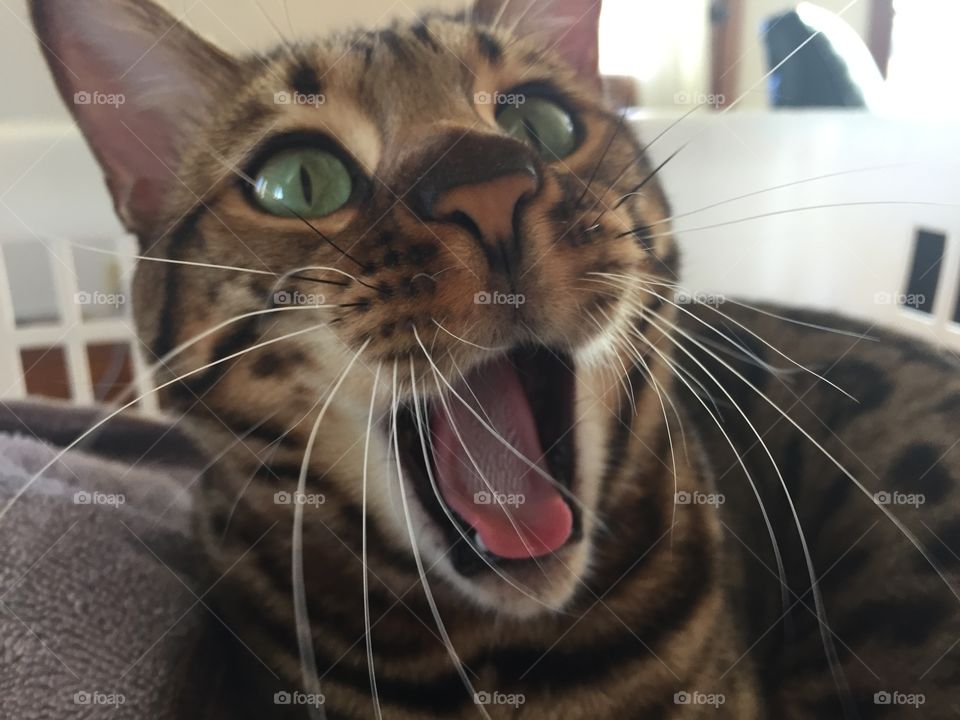 Yawns all the way around for this "tired" cat