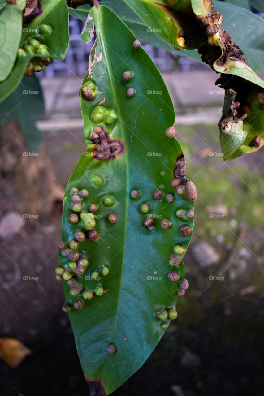 Tekstur of the leaf