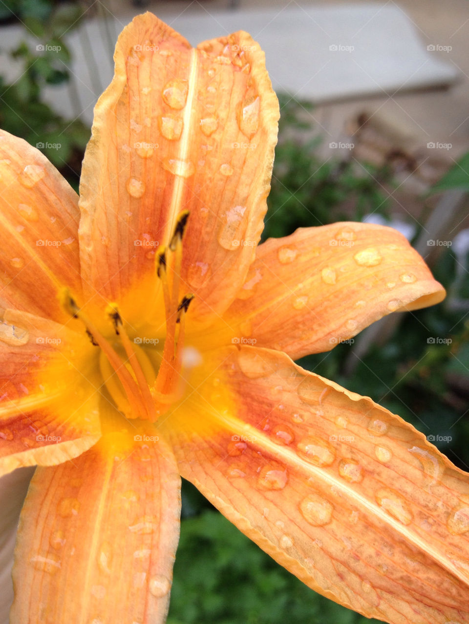 flower orange by bherna05