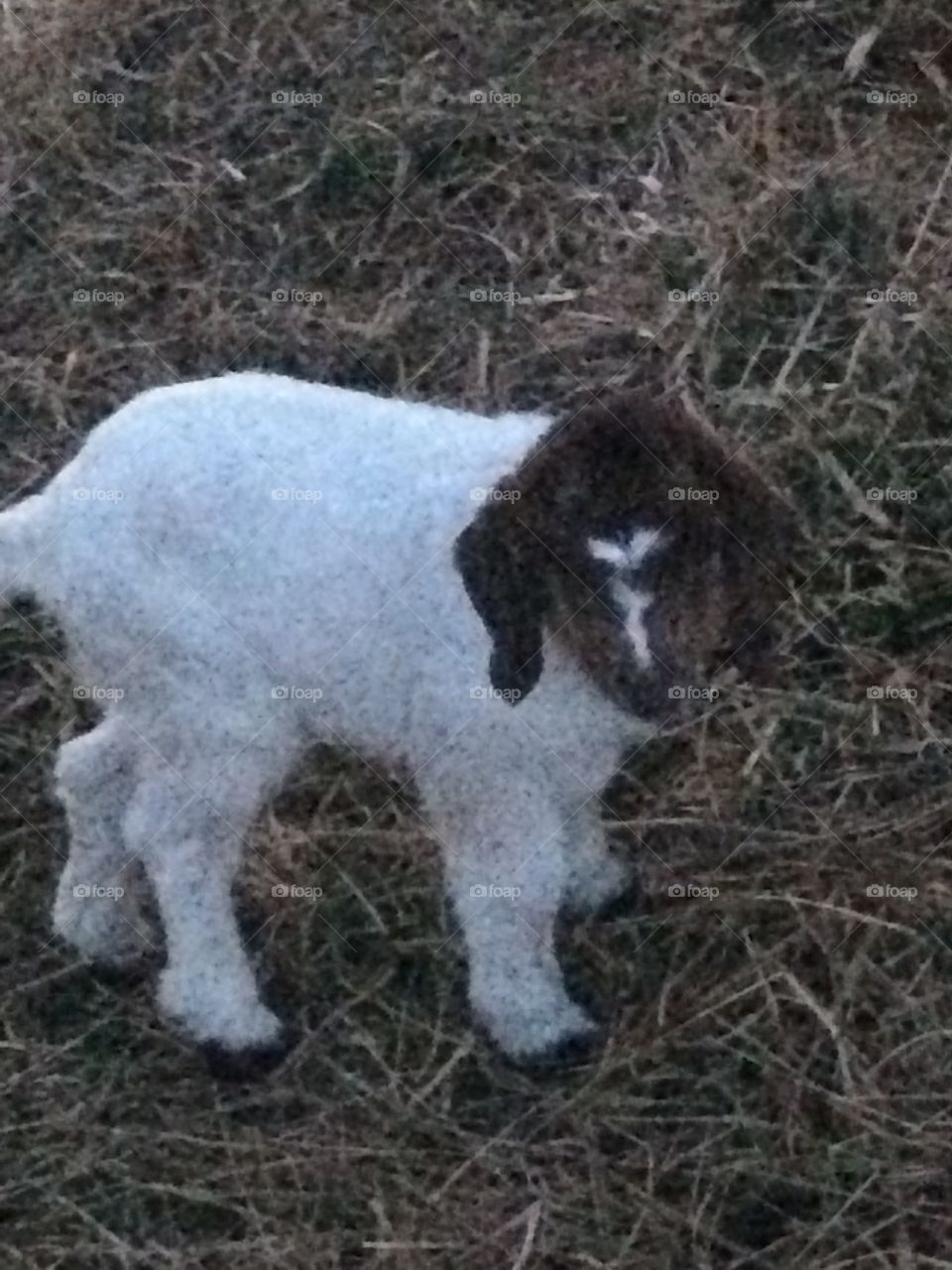 Goat
Baby goat
Farm
White