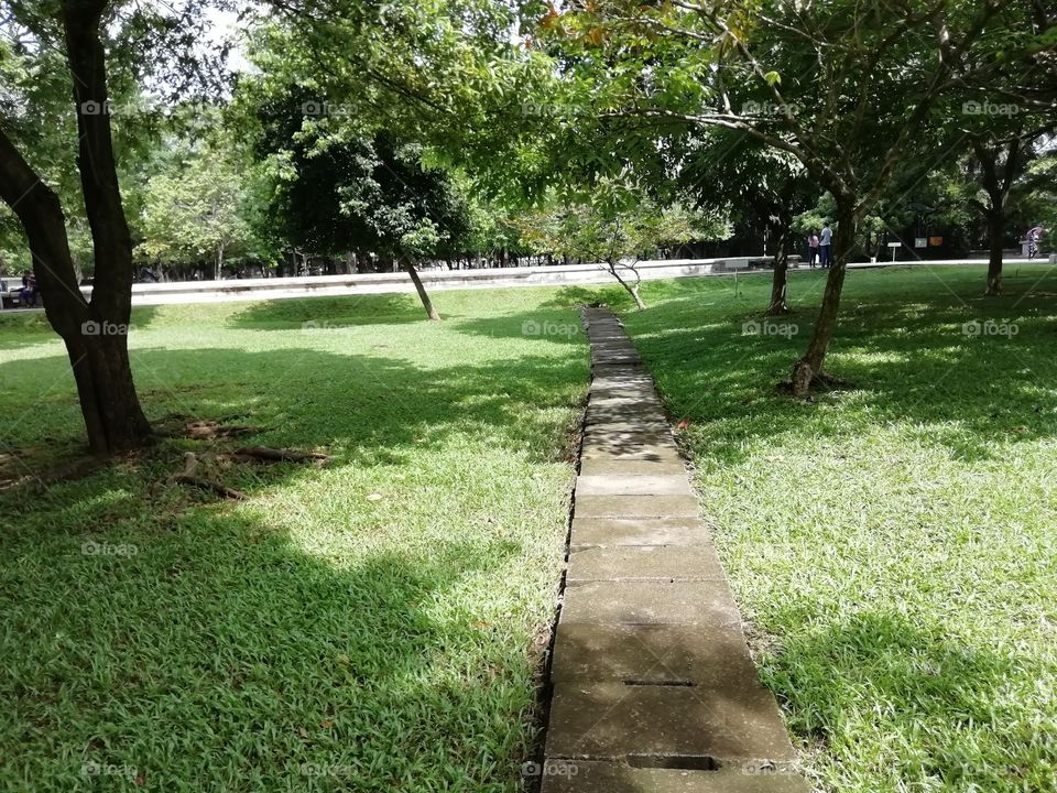 Walking Track #park