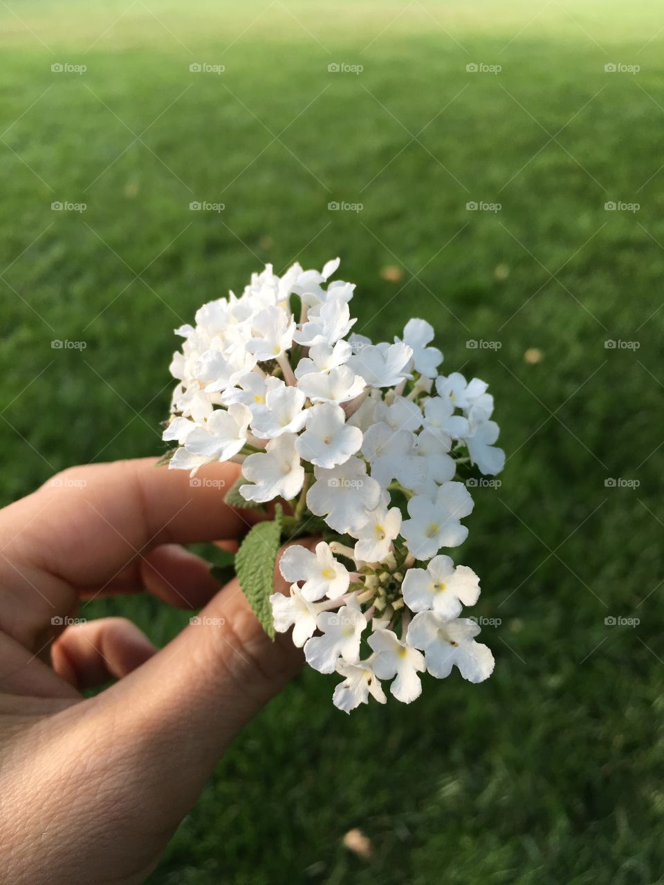 Nature, Flower, Grass, Summer, Field