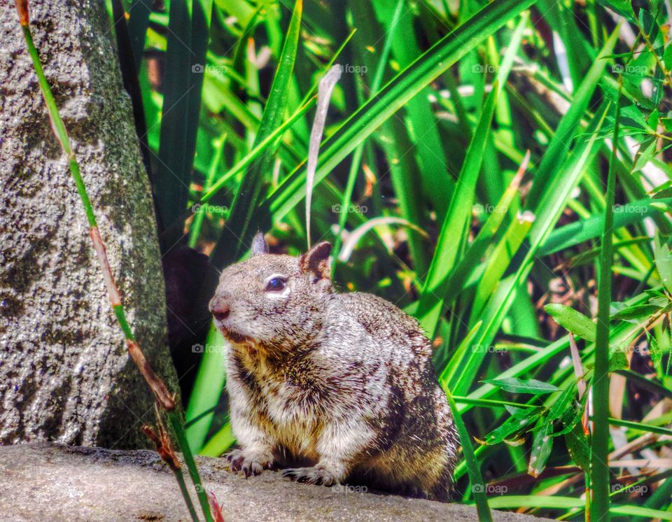 Ground Squirrel