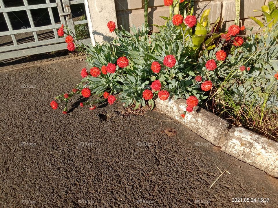 Coral senecio in bloom