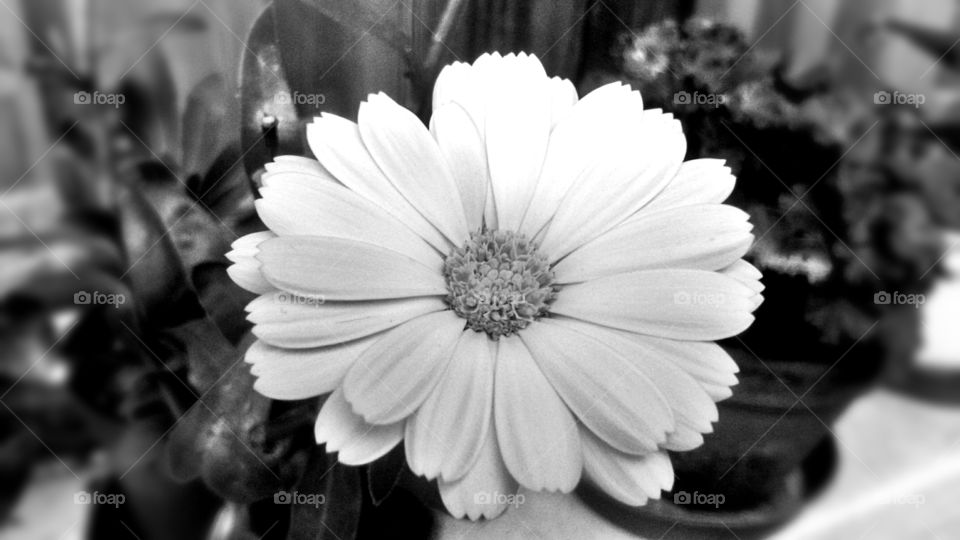 Black-white flower