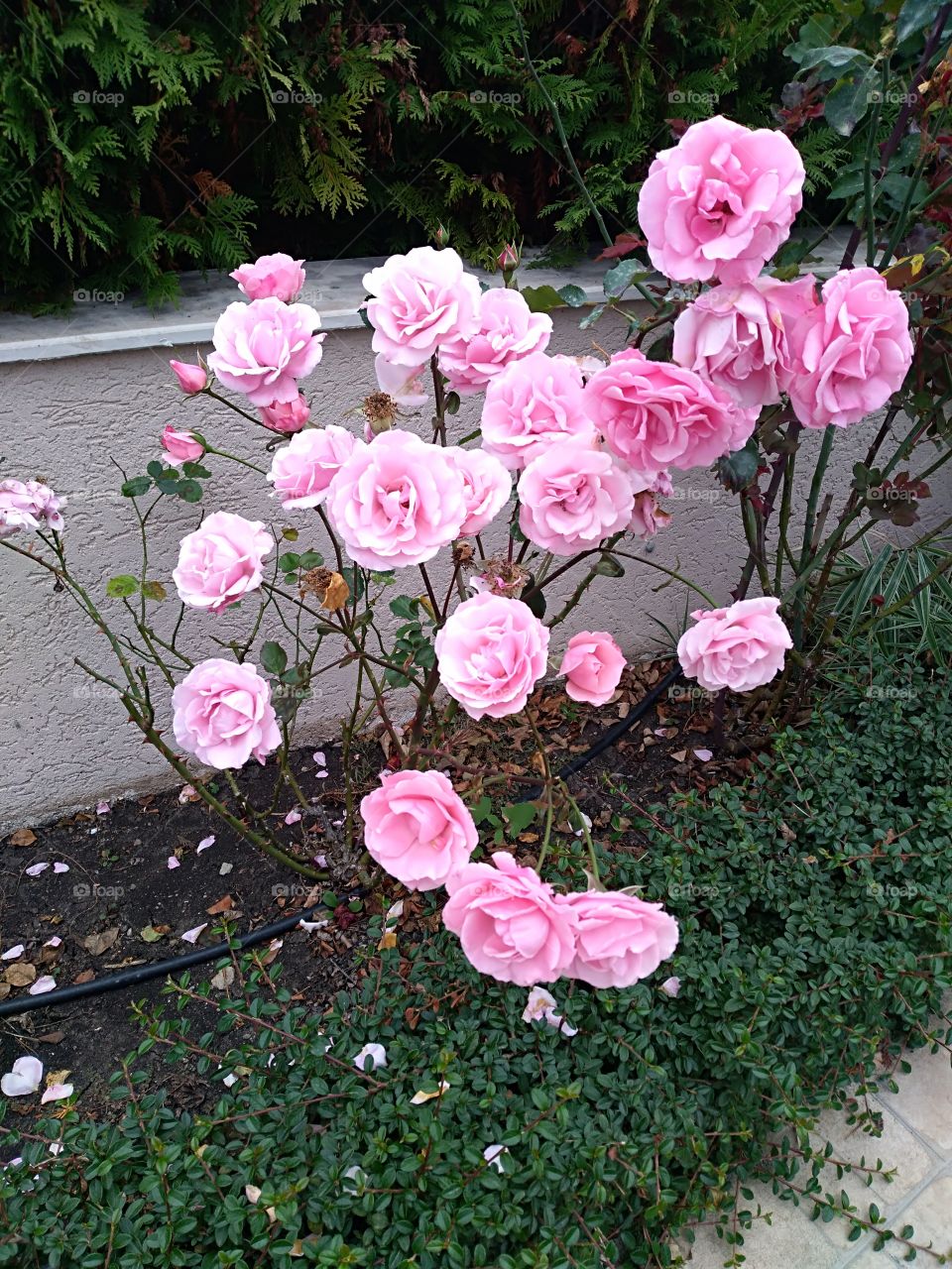 Rose Roses